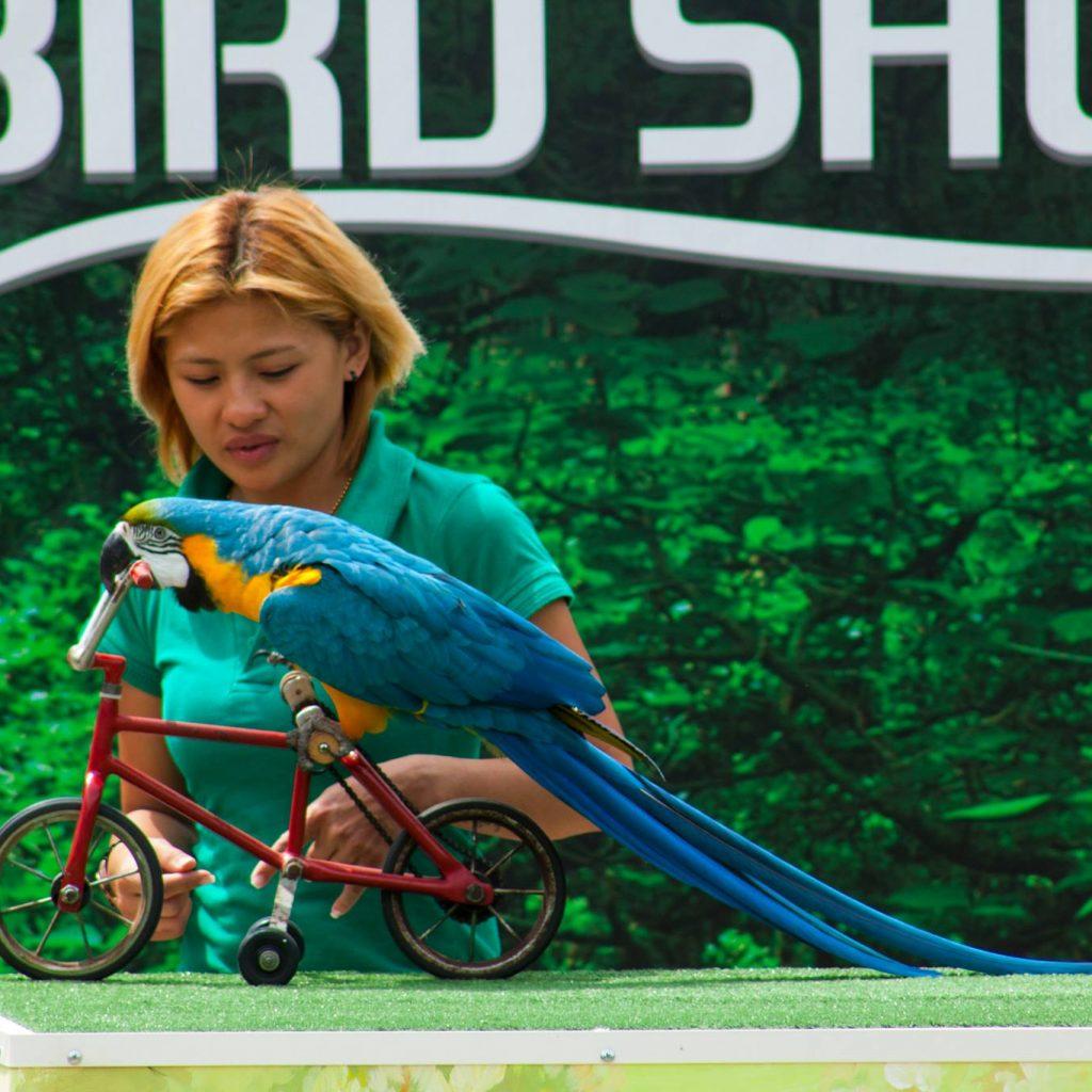 Dubai Dolphinarium Tickets: Creek Park Exotic Bird Show