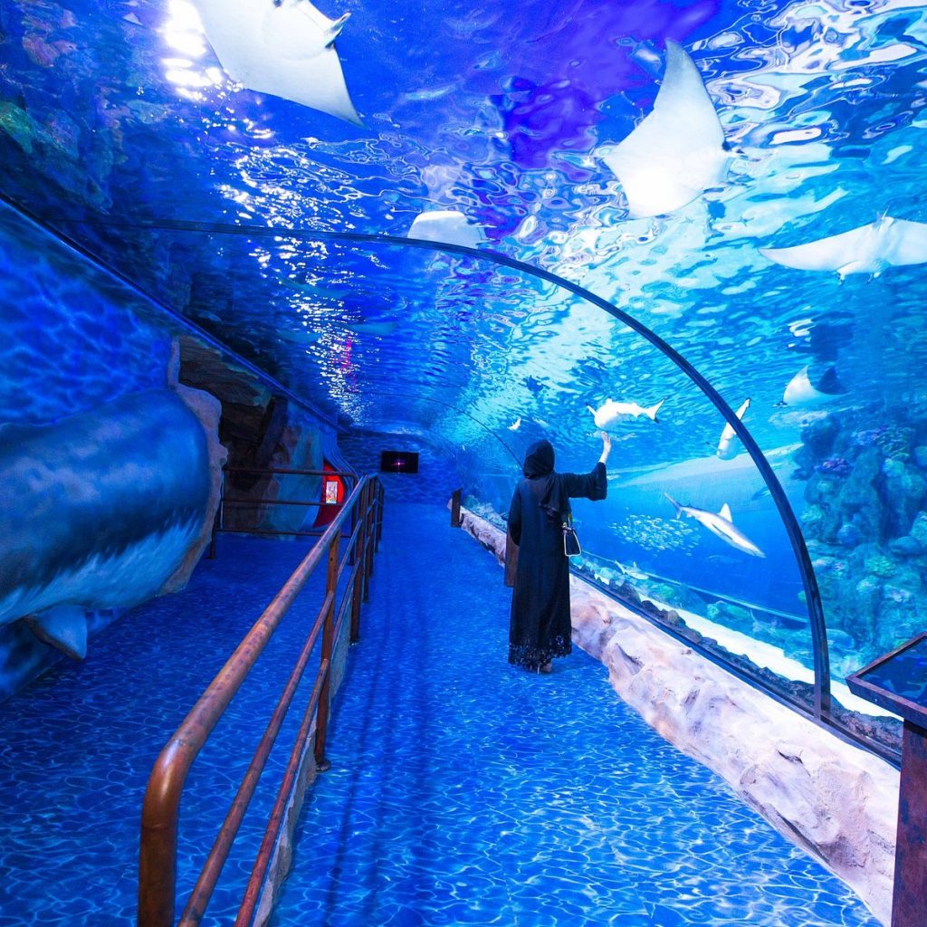 Combo : Museum Of The Future + Dubai Aquarium & Underwater Zoo Tickets